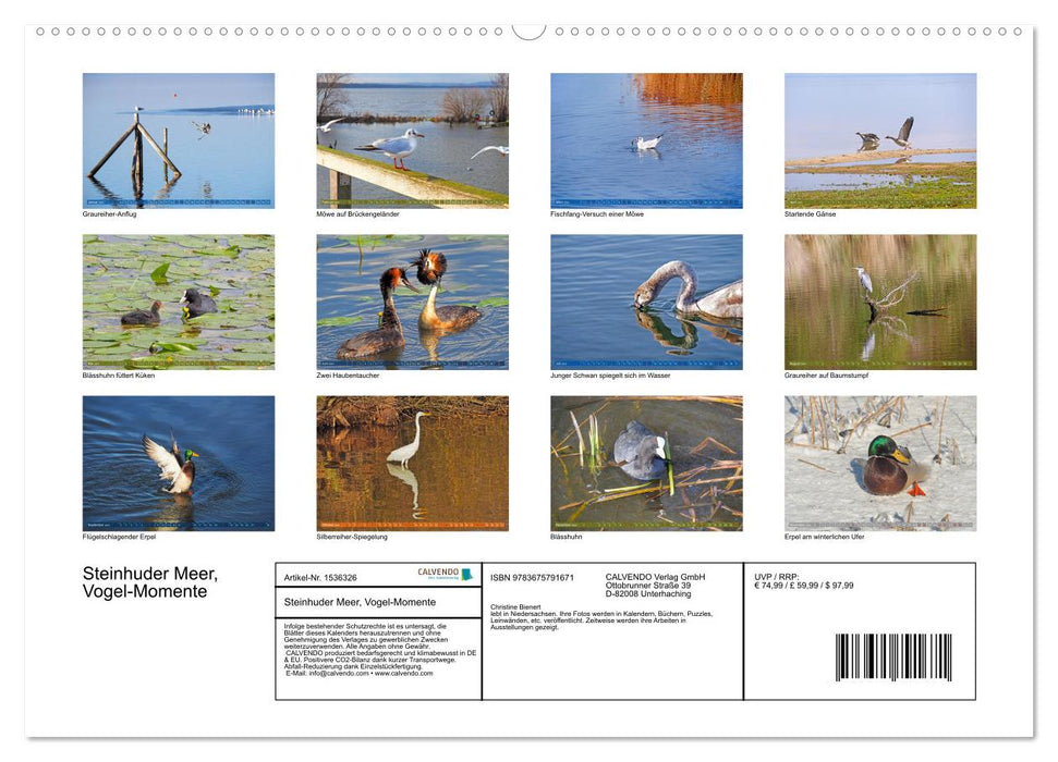 Steinhuder Meer, Vogel-Momente (CALVENDO Premium Wandkalender 2024)