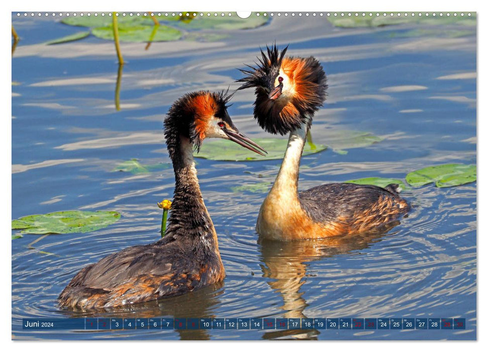 Steinhuder Meer, Vogel-Momente (CALVENDO Premium Wandkalender 2024)