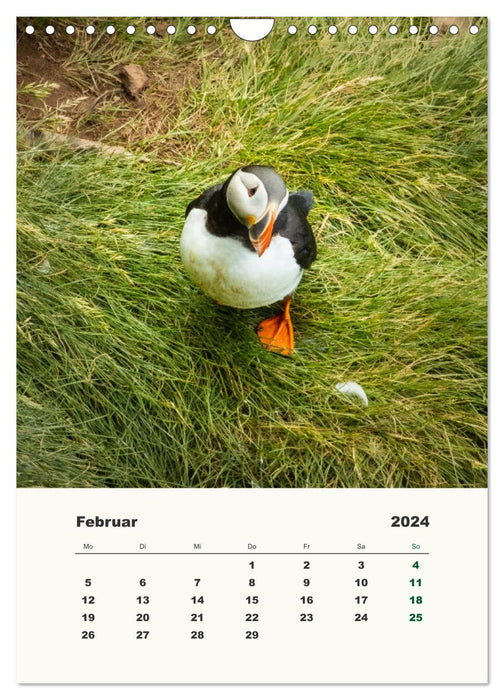 Papageientaucher in Island (CALVENDO Wandkalender 2024)