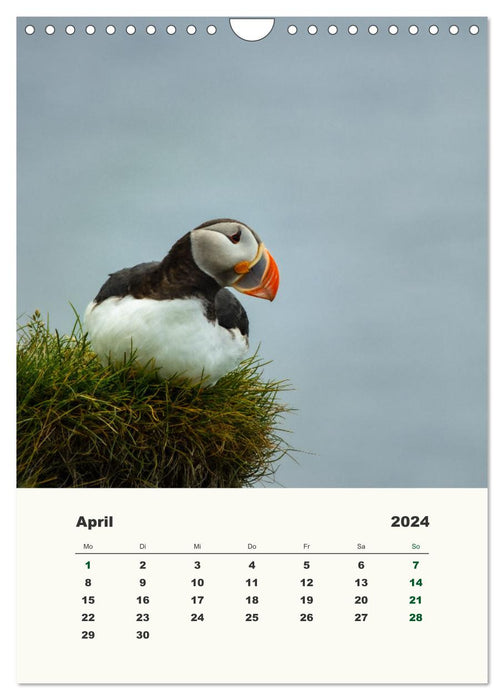 Puffins in Iceland (CALVENDO wall calendar 2024) 
