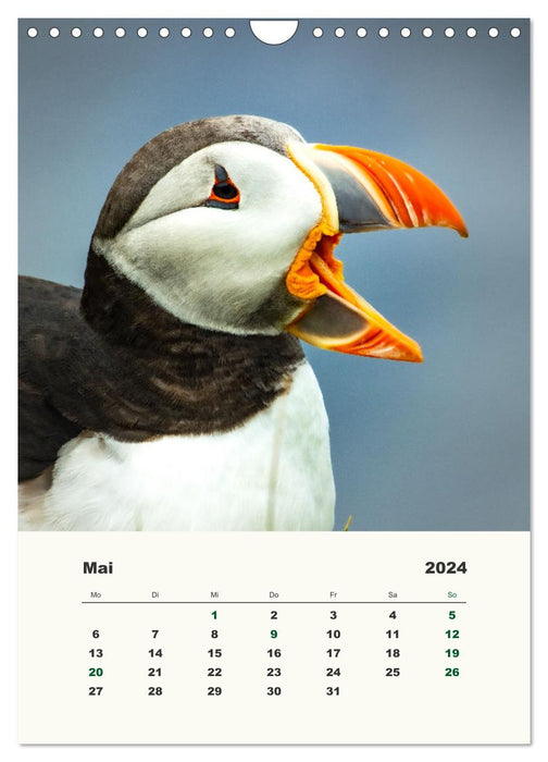 Papageientaucher in Island (CALVENDO Wandkalender 2024)