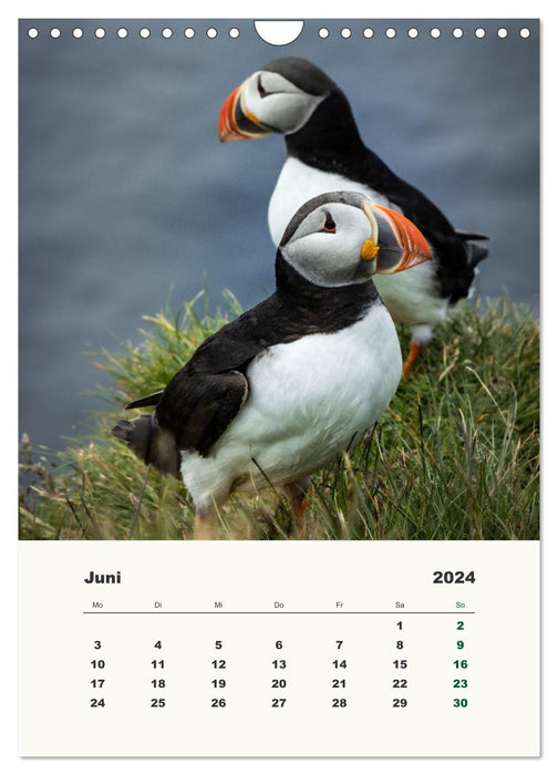 Papageientaucher in Island (CALVENDO Wandkalender 2024)