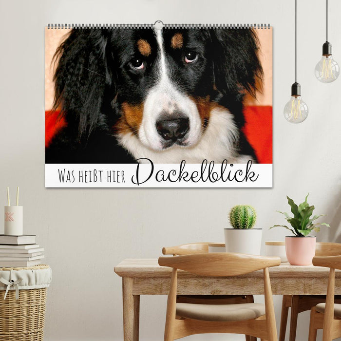 What does dachshund look mean here (CALVENDO wall calendar 2024) 