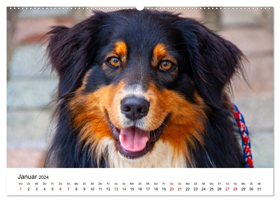 What does dachshund look mean here (CALVENDO wall calendar 2024) 