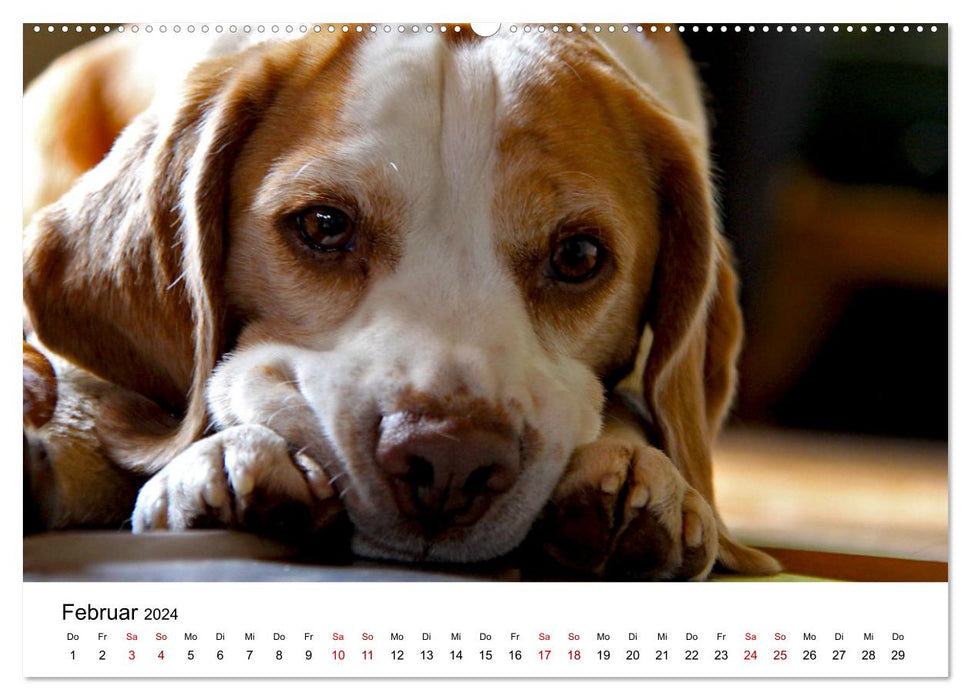 What does dachshund look mean here (CALVENDO wall calendar 2024) 