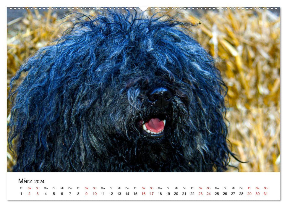 What does dachshund look mean here (CALVENDO wall calendar 2024) 