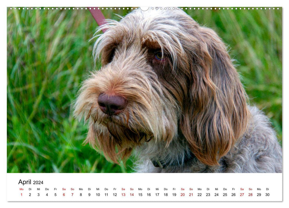 What does dachshund look mean here (CALVENDO wall calendar 2024) 