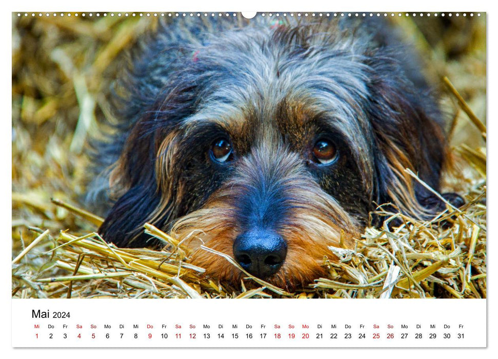 What does dachshund look mean here (CALVENDO wall calendar 2024) 