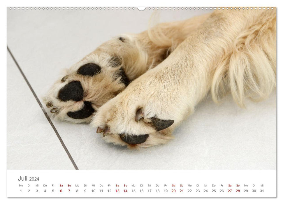 Hundepfötchen (CALVENDO Premium Wandkalender 2024)