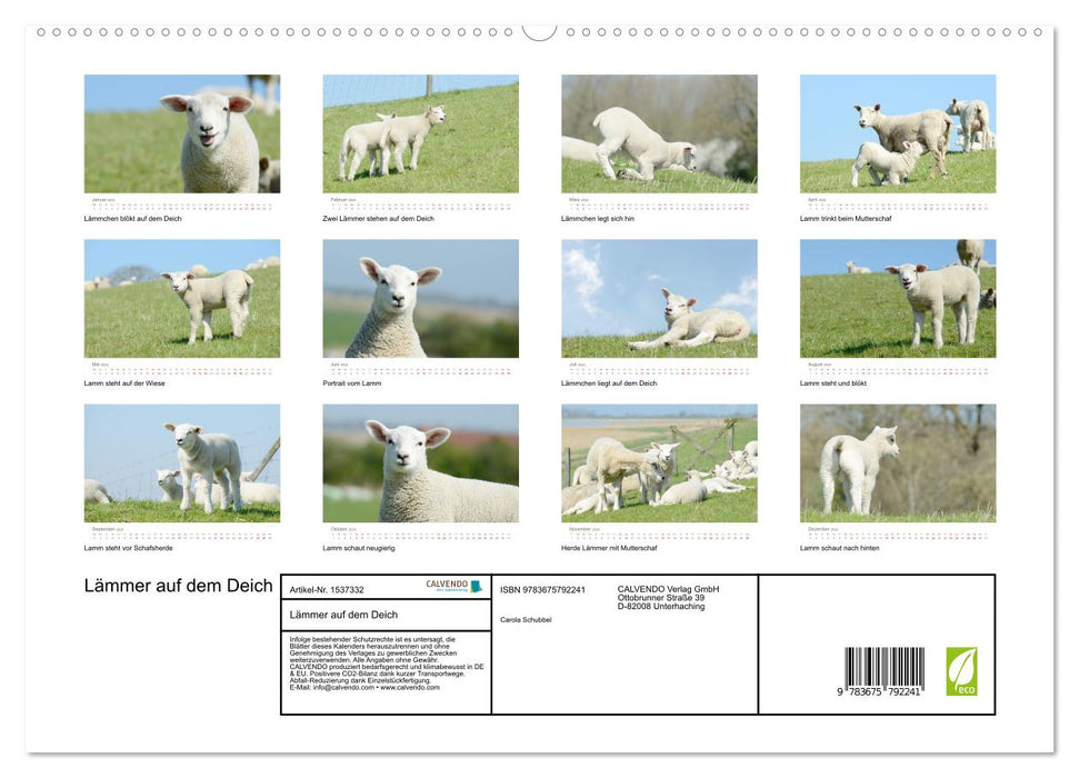 Lambs on the dike (CALVENDO Premium Wall Calendar 2024) 