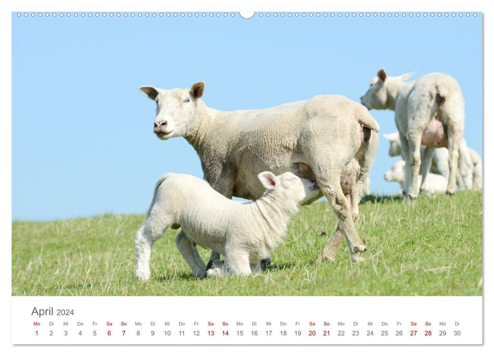 Lämmer auf dem Deich (CALVENDO Premium Wandkalender 2024)