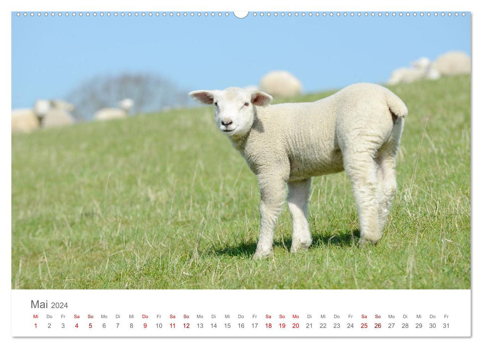 Lambs on the dike (CALVENDO Premium Wall Calendar 2024) 