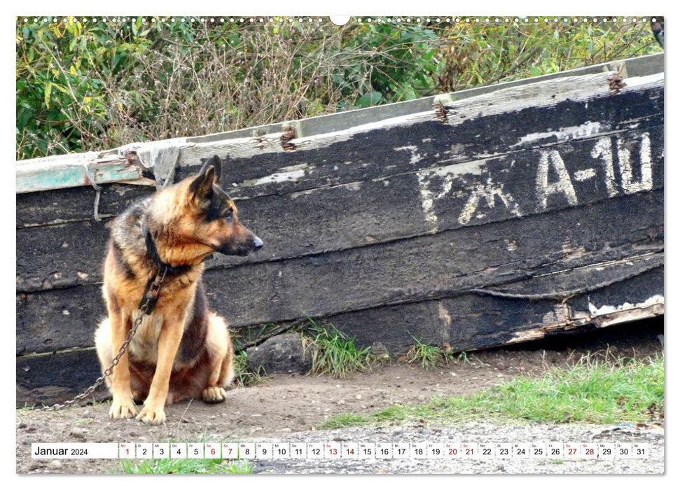 Ein Herz für Hunde - Wachhunde in Russland (CALVENDO Wandkalender 2024)