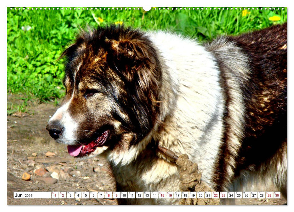 Ein Herz für Hunde - Wachhunde in Russland (CALVENDO Wandkalender 2024)