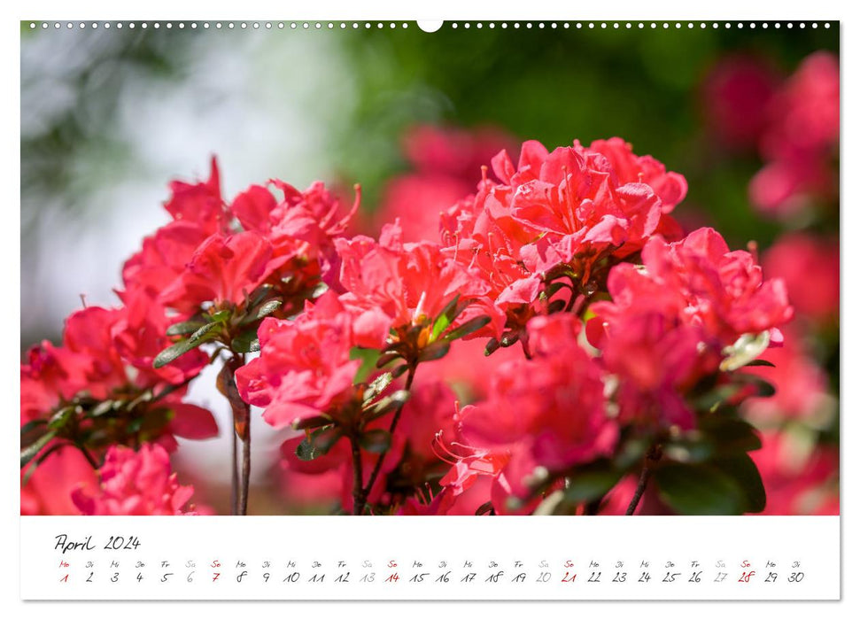 Rhododendron rêves, fleurs, romance, azalées, noble (calendrier mural CALVENDO 2024) 