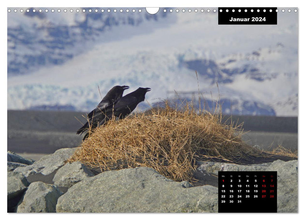 La faune islandaise - avec les animaux résidant sur l'île tout au long de l'année (calendrier mural CALVENDO 2024) 