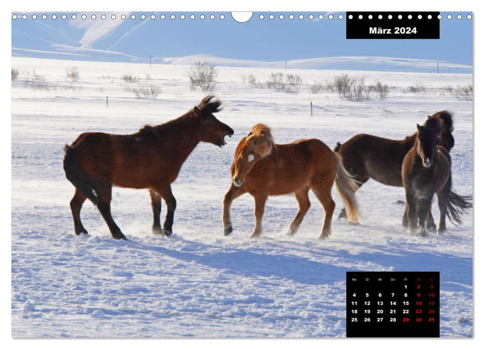 La faune islandaise - avec les animaux résidant sur l'île tout au long de l'année (calendrier mural CALVENDO 2024) 