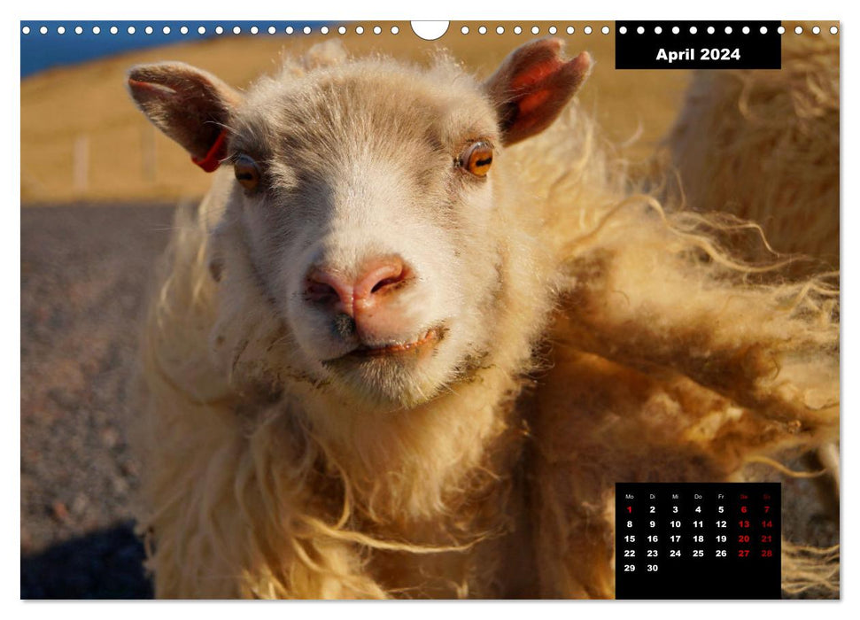 La faune islandaise - avec les animaux résidant sur l'île tout au long de l'année (calendrier mural CALVENDO 2024) 