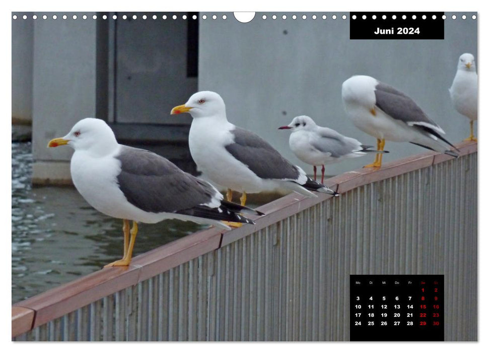 La faune islandaise - avec les animaux résidant sur l'île tout au long de l'année (calendrier mural CALVENDO 2024) 