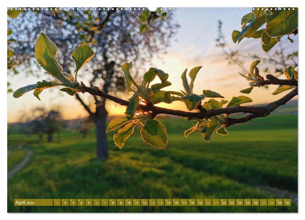 Apfelbaum und Streuobstwiesen (CALVENDO Premium Wandkalender 2024)
