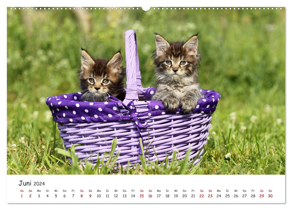 Süße Kätzchen - cute kittens (CALVENDO Wandkalender 2024)