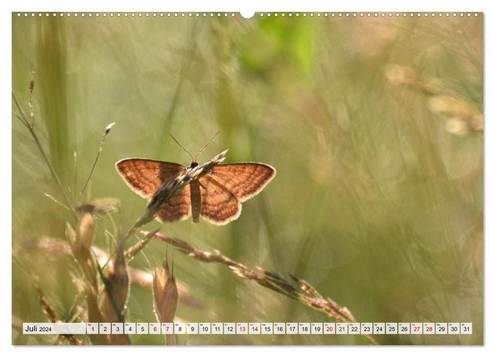 Schmetterlinge. Schimmernde Zauberwesen (CALVENDO Premium Wandkalender 2024)