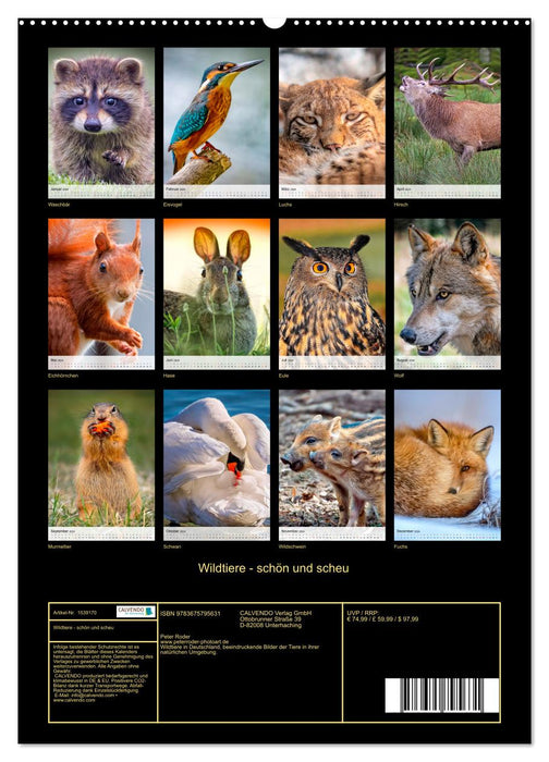 Wildtiere - schön und scheu (CALVENDO Premium Wandkalender 2024)