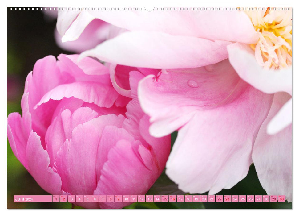 Liebenswerte Blüten (CALVENDO Wandkalender 2024)