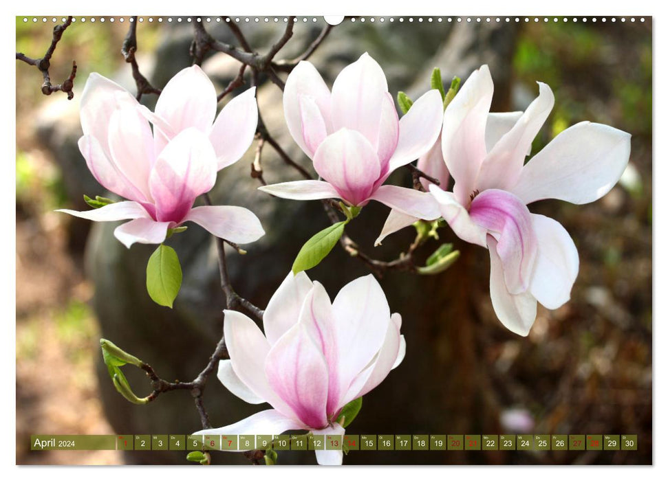 Liebenswerte Blüten (CALVENDO Premium Wandkalender 2024)