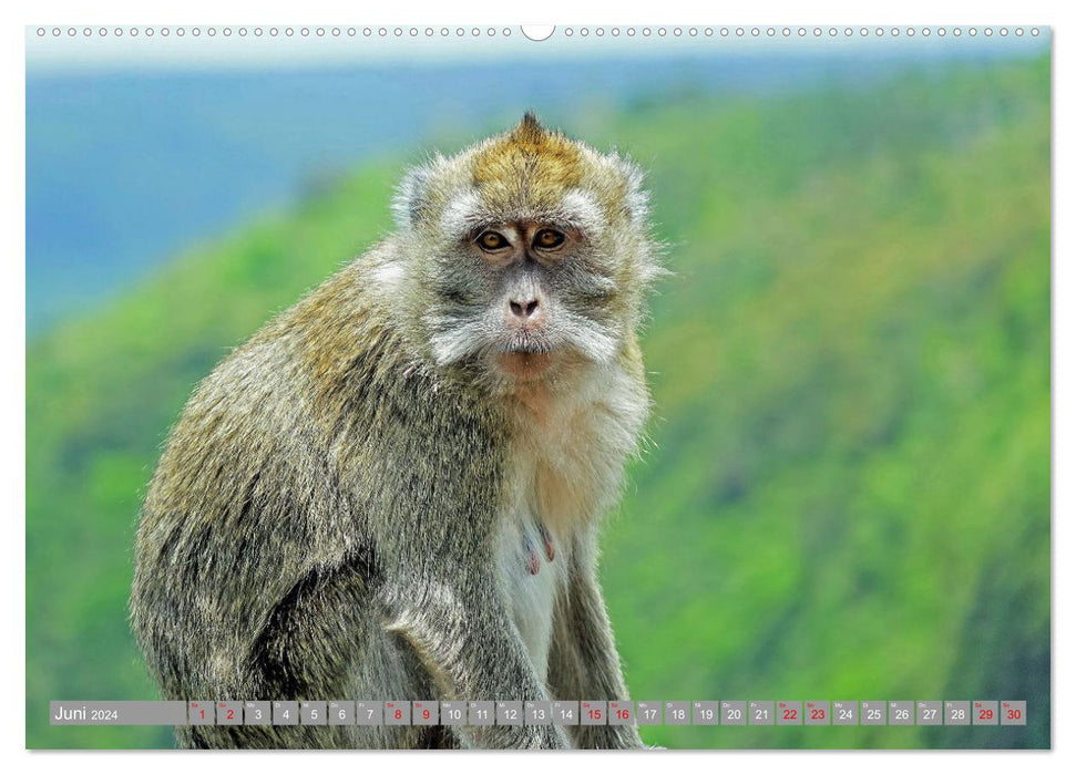 On an island tour in the Indian Ocean (CALVENDO wall calendar 2024) 