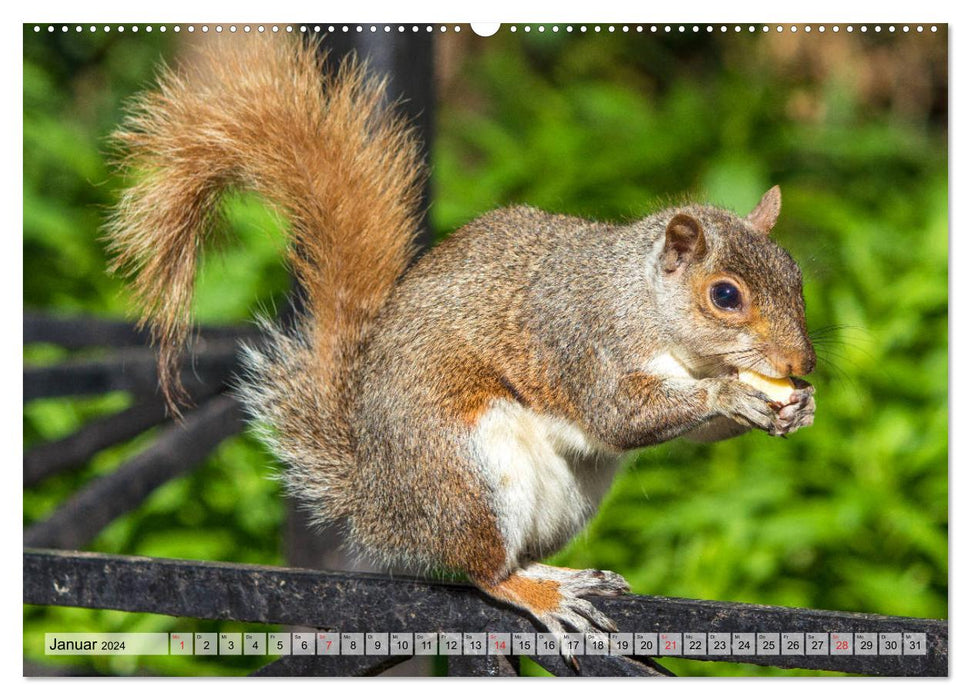 Grauhörnchen-Die nordamerikanischen Eichhörnchen (CALVENDO Wandkalender 2024)