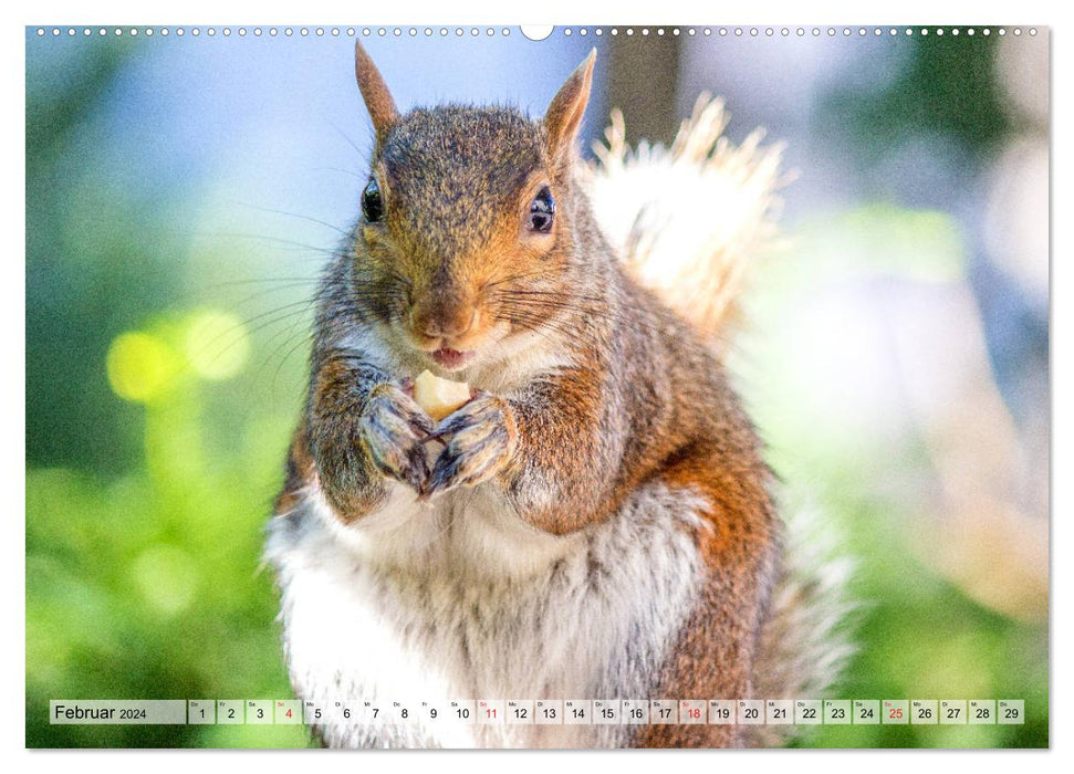 Grauhörnchen-Die nordamerikanischen Eichhörnchen (CALVENDO Wandkalender 2024)