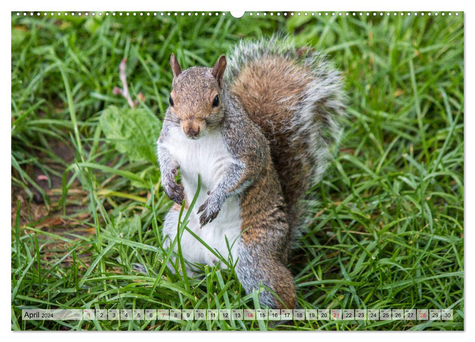 Grauhörnchen-Die nordamerikanischen Eichhörnchen (CALVENDO Wandkalender 2024)