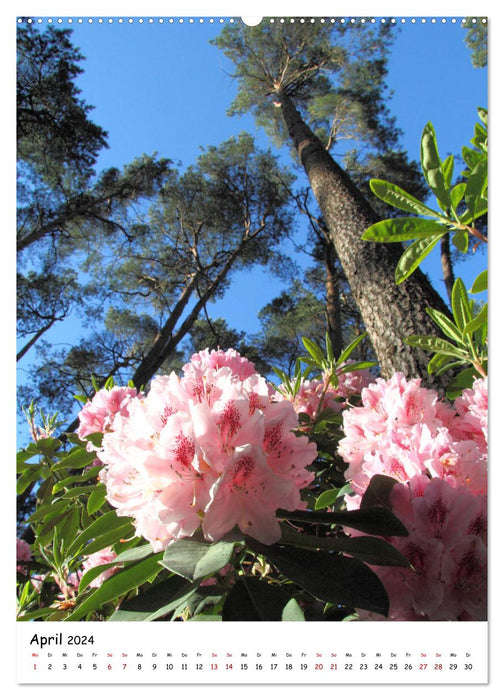 Zauberhafte Rhododendren (CALVENDO Wandkalender 2024)