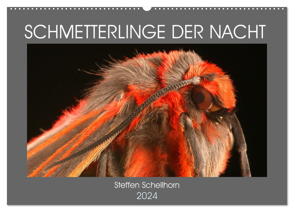 SCHMETTERLINGE DER NACHT (CALVENDO Wandkalender 2024)