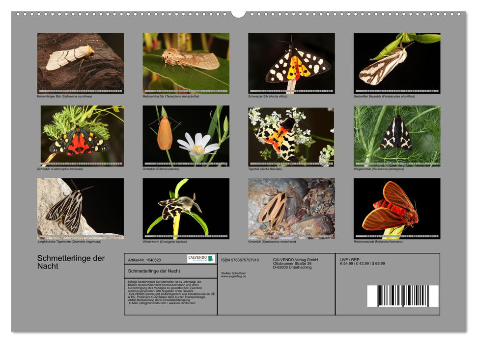 SCHMETTERLINGE DER NACHT (CALVENDO Wandkalender 2024)