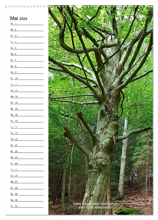 Poesieflügel im Wald (CALVENDO Premium Wandkalender 2024)