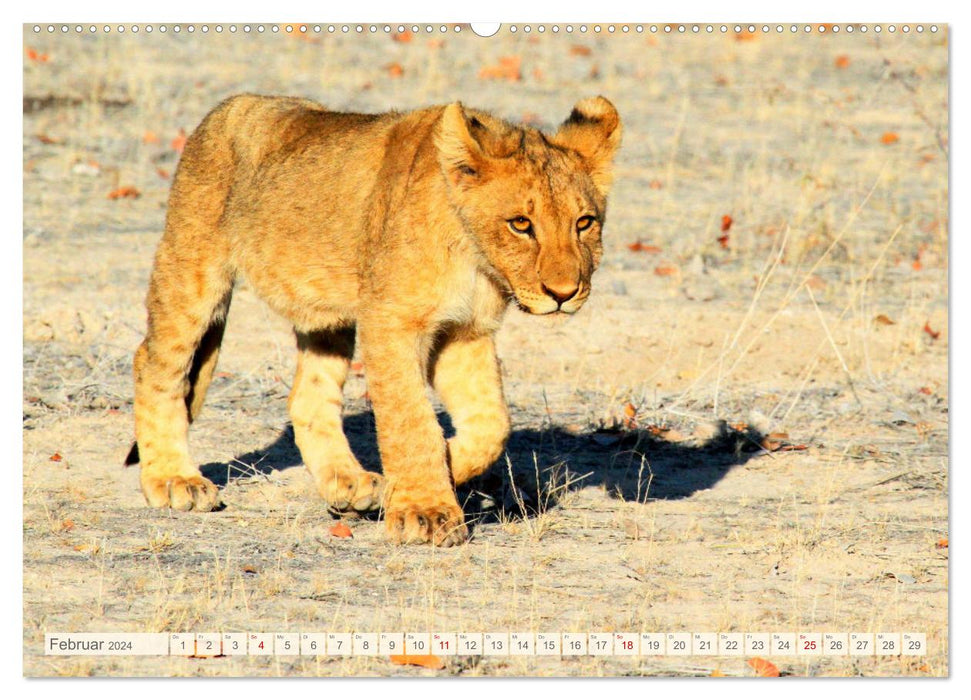 Afrikas Tiere. Majestäten in exotischer Wildnis (CALVENDO Wandkalender 2024)