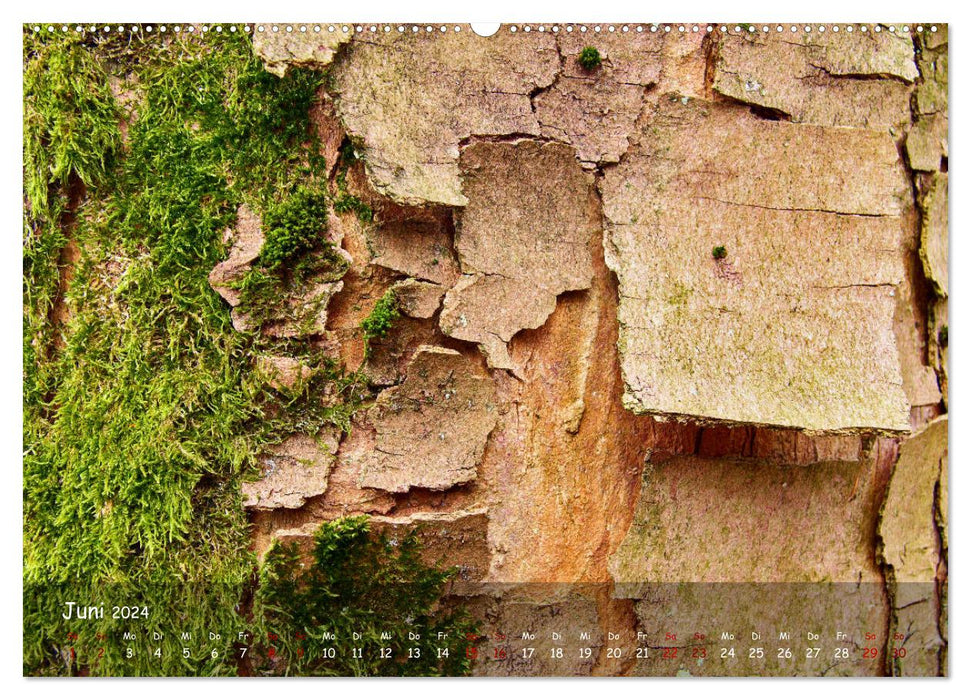 Borkenformen (CALVENDO Wandkalender 2024)