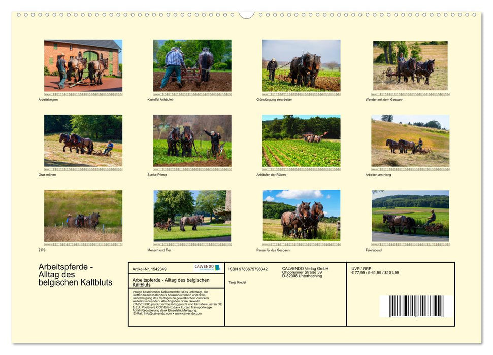 Chevaux de trait - la vie quotidienne du cheval de trait belge (Calendrier mural CALVENDO Premium 2024) 