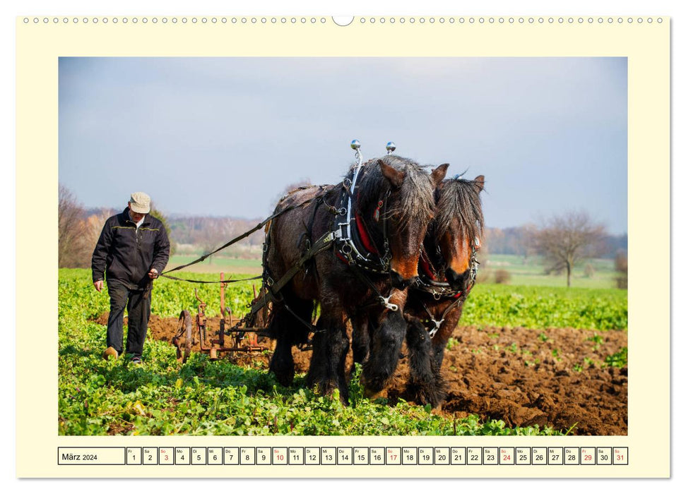 Arbeitspferde - Alltag des belgischen Kaltbluts (CALVENDO Premium Wandkalender 2024)