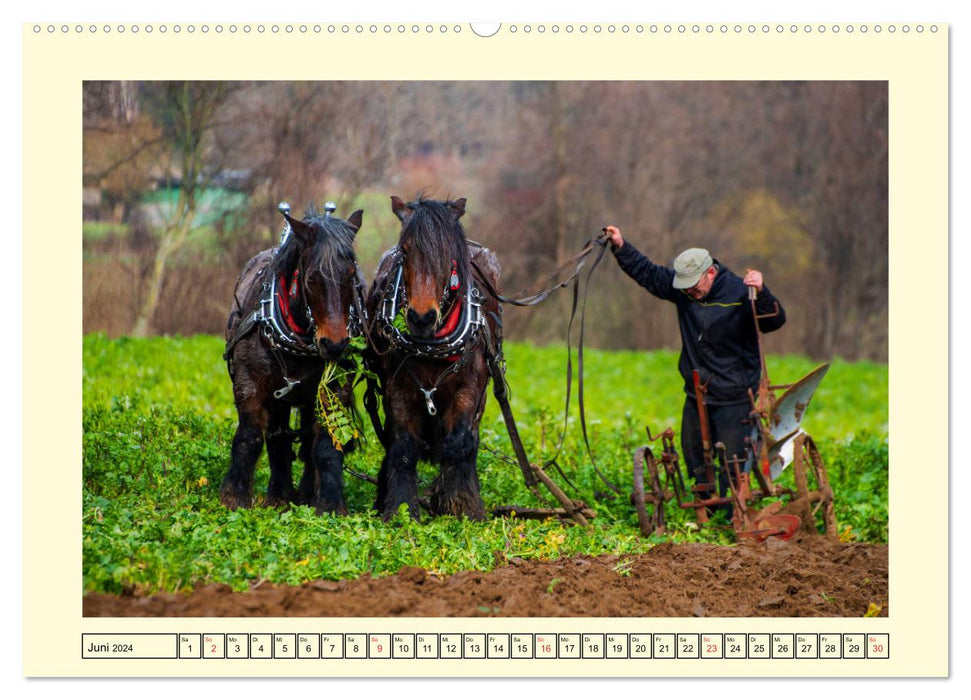 Arbeitspferde - Alltag des belgischen Kaltbluts (CALVENDO Premium Wandkalender 2024)