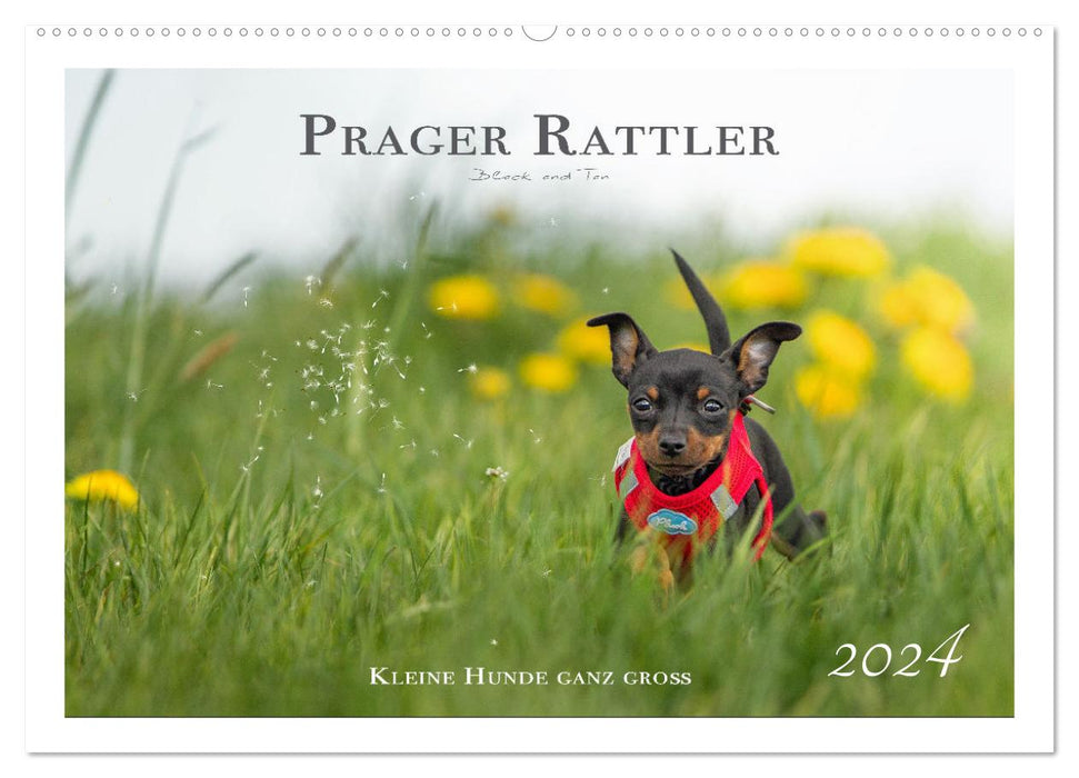 Prager Rattler - Black and Tan - Kleine Hunde ganz groß (CALVENDO Wandkalender 2024)
