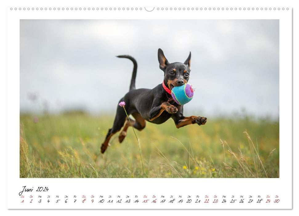 Prager Rattler - Black and Tan - Kleine Hunde ganz groß (CALVENDO Wandkalender 2024)