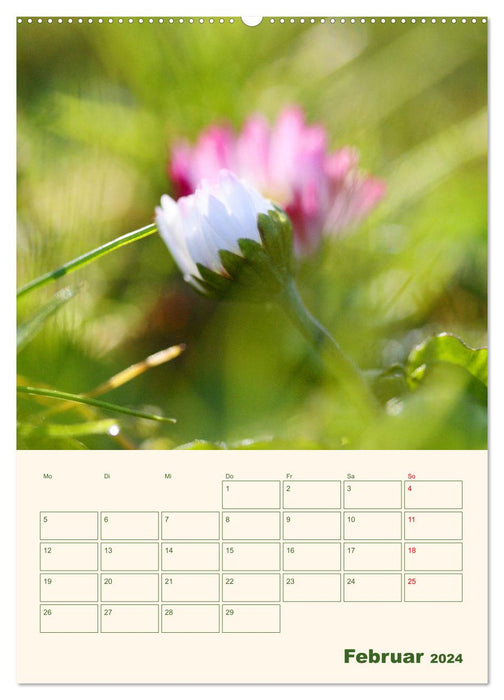 Verträumte Gänseblümchen (CALVENDO Wandkalender 2024)