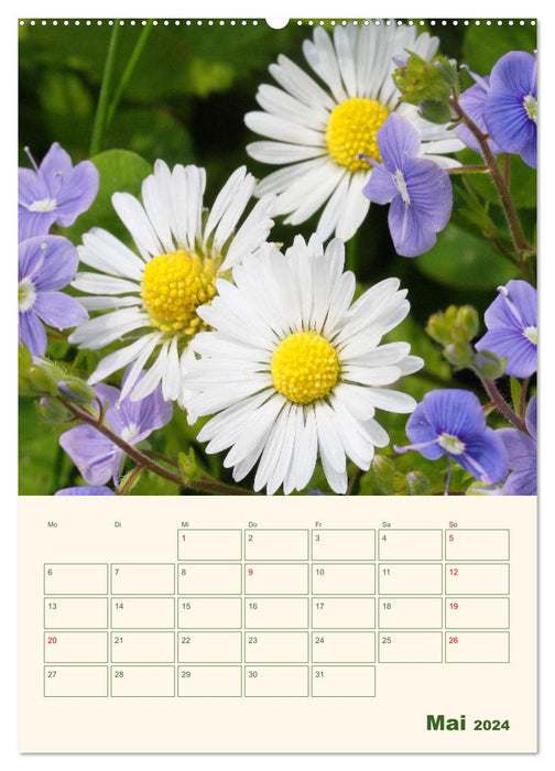 Verträumte Gänseblümchen (CALVENDO Wandkalender 2024)