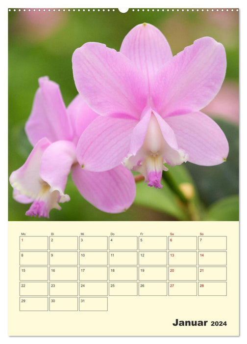 Wonderful Cattleys (CALVENDO Premium Wall Calendar 2024) 