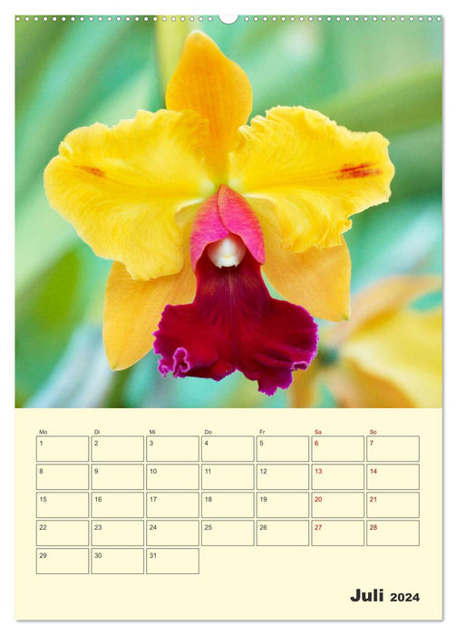 Wonderful Cattleys (CALVENDO Premium Wall Calendar 2024) 