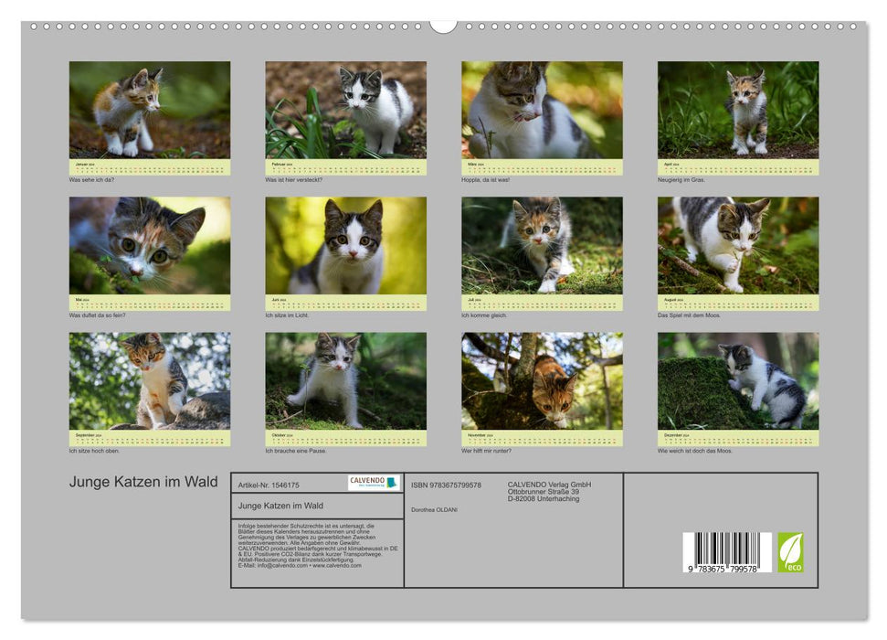 Junge Katzen im Wald (CALVENDO Premium Wandkalender 2024)