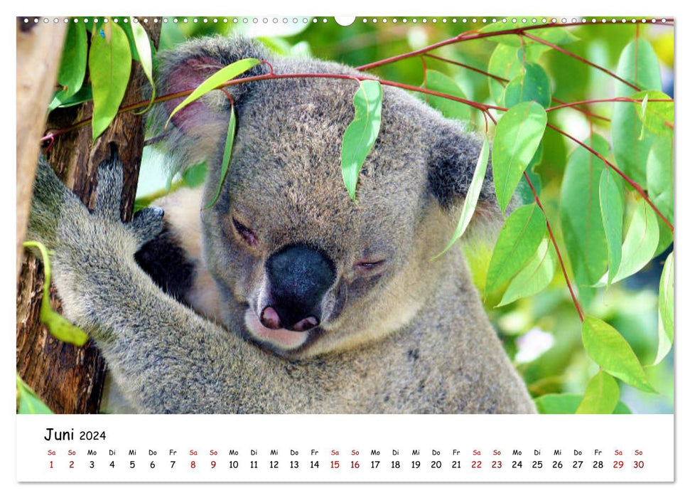 Australia - Under the spell of the 5th continent (CALVENDO Premium Wall Calendar 2024) 